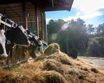 Dairy cows eating hay in the summer.