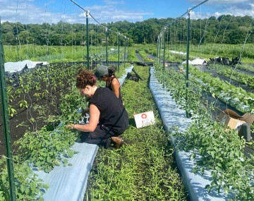 Crops growing on farm