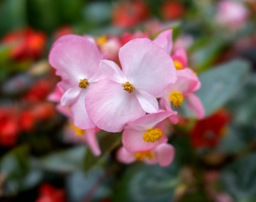 Pink petunias in bloom during summer. 