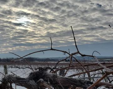Grape vines covered with frost