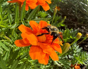 A bee on an orange flower