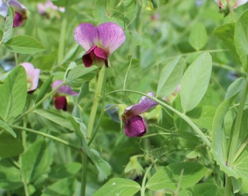 winter peas in flower
