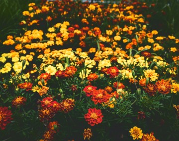 Marigolds in bloom.