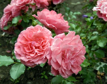 three pink roses