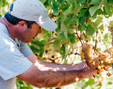 Hans Walters-Peterson examining a cluster of grapes