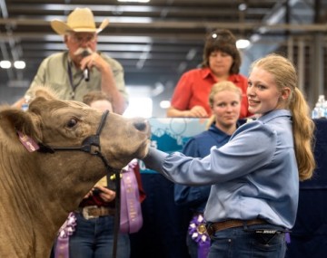 Jolene Mesch, 13, presents her steer for sale at the 4-H Livestock Program’s annual auction, run by Cornell Cooperative Extension of Erie County.