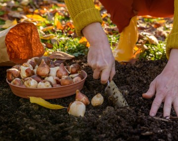 Planting bulbs during the fall.