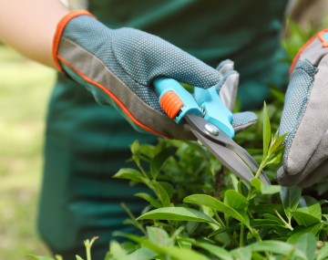 Pruning a garden. 
