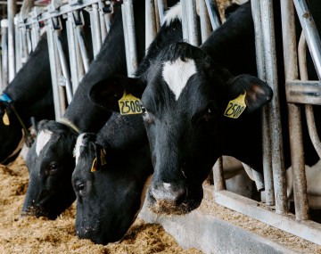 cows eat in a barn