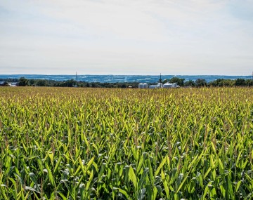a corn field
