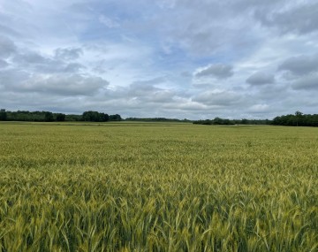 Wheat Field against a Cloudy Sky