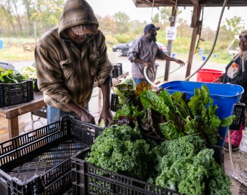 farmers pack vegetables