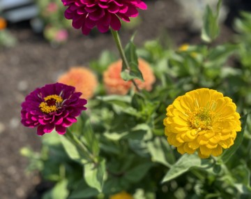 Purple and Yellow Flowers Growing Outside