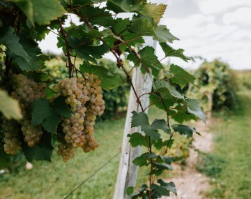 Grapes in a research vineyard.