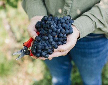 Grapes from our breeding program, led by assistant professor Maddy Oravec.