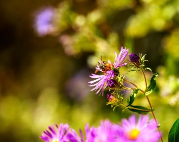 Pink flowers in a garden.