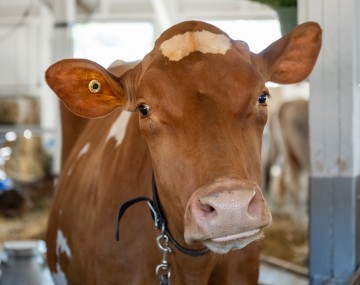 A brown cow in the barn at the county fair.