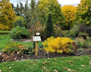 A garden growing during the fall.