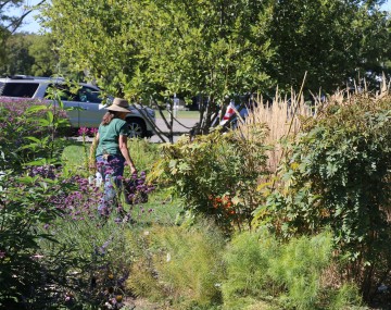 An Ulster County Master Gardener Volunteer working in the Master Gardener Xeriscape Garden at SUNY Ulster.