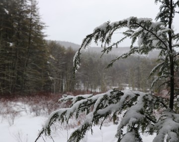 Snow and ice hanging off tree branches at Kenneth L. Wilson Campground.