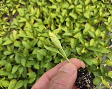 A small pepper transplant being held between a thumb and forefinger. On the underside of one leaf, there are three round aphid mummies.