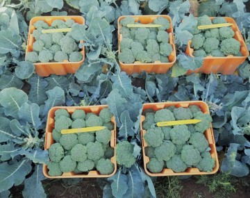 Five orange plastic harvest bins nestled among broccoli plants, each containing a different variety of broccoli. Each bin has a yellow trial stake, laying across the harvested heads in the bin, with the name of the variety on it.