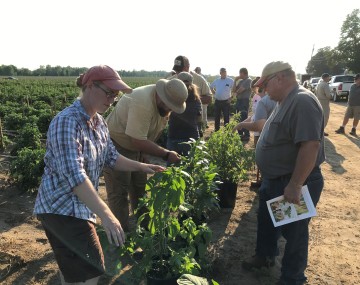 Cornell’s Elizabeth Buck on left with several growers looking at potted specimens of different pigweed species in a row at a summer on-farm twilight meeting.