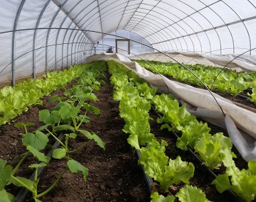 Ground level view of rows of lettuce and zucchini growing within a high tunnel. Row cover has been pulled back, leaving the ribs of the hoops over the crops.