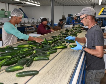 Several men doing quality checks of cucumbers moving down a conveyor in a packing facility.