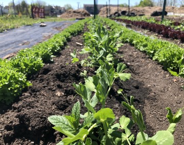 Ground level view looking up a row of peas planted between two rows of lettuce on an urban farm. Rich brown soil can be seen between the crop rows.