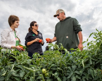 Two woman and a man standing in a field of tomatoes, behind a row of plants. Each person is holding a tomato. The two women are looking at the man who is looking at the tomato in his hand.