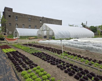 Several rows of lettuce, two greenhouses, and row cover over crops on an urban farm. A brick building is in the background. 