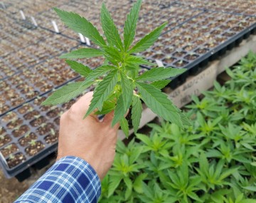 = A hand holds out a cannabis transplant in a greenhouse setting. Other plants are along the ground. Trays of newly emerging plants are on a large greenhouse table.