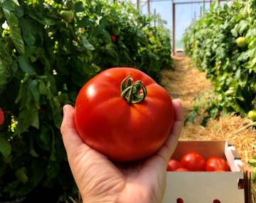 A hand holds a ripe red tomato in the foreground. Behind it are  two rows of high tunnel tomato plants and a box of harvested tomatoes. Straw mulches is between the rows.