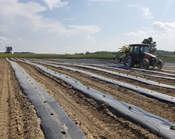 A green tractor planting vegetable transplants into black plastic mulched rows in a field.