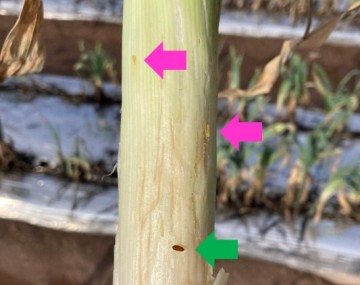 Close-up of a 4-inch section of a leek stem with the outer scales peeled back. Several trenches/mines that are the depth of a single scale extend for 2-4 inches vertically along the stem. Within a couple of the mines are yellow larvae 0.1-inch in length. Similarly, there are a couple of 0.1 inch reddish-brown pupa inside a couple of the mines.