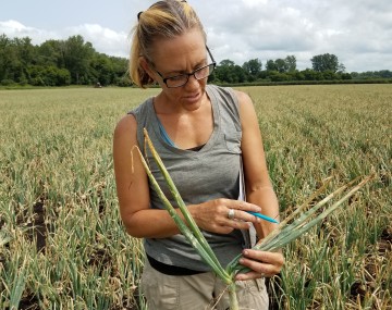 A woman in glasses is looking closely at onion leaves. She is standing in a field of onion plants.