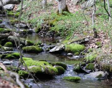 A rocky stream with green moss growing on the rocks.