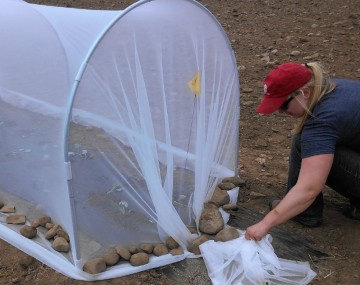 A section of 4-ft x 4-ft low tunnel covered with white netting. A row of small rocks is holding the netting to the ground.