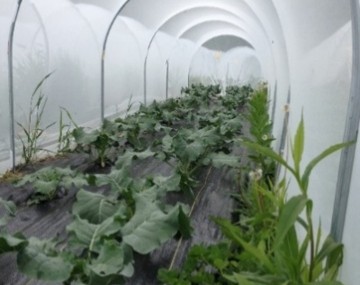 Inside view of low tunnel covered with white netting. The 4-ft wide section has 2 rows of broccoli plants that are growing out of black landscape fabric.