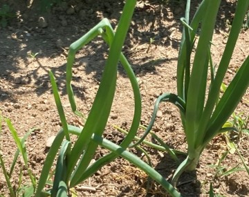 A close-up of 2 onion plants with 8-10 leaves and no bulb formation. In each plant, a couple of the outer leaves are twisted and oriented low to the ground.