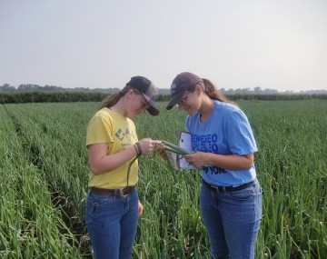 Two women, both in baseball caps, standing in an onion field looking at a plant they pulled. They are looking closely at the leaves for signs of disease or pests.