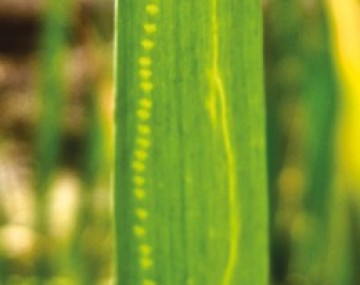 A close-up of a 6-inch section of green onion leaf. It has about 30 pin-head sized yellow dots in a vertical row from which extends a fine yellow line that is also vertically oriented but with a couple of bends.