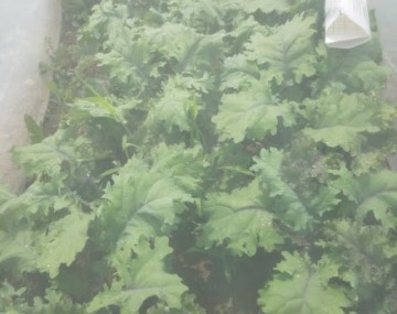 Looking through insect exclusion netting to lush green kale plants.