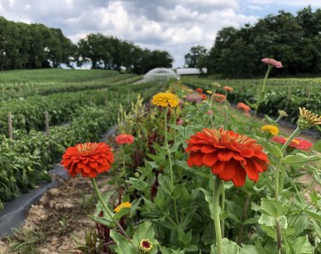 Zinnias growing between rows of vegetables with a high tunnel in background.