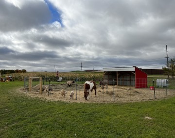 A small petting zoo area fenced off on a farm. Field corn can be seen behind the animal enclosure.