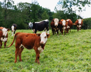 Cows standing in a field