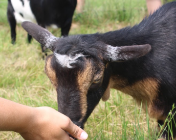 feeding goats