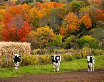 cows