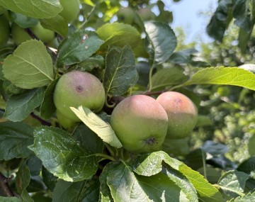 Apples on tree with pest damage